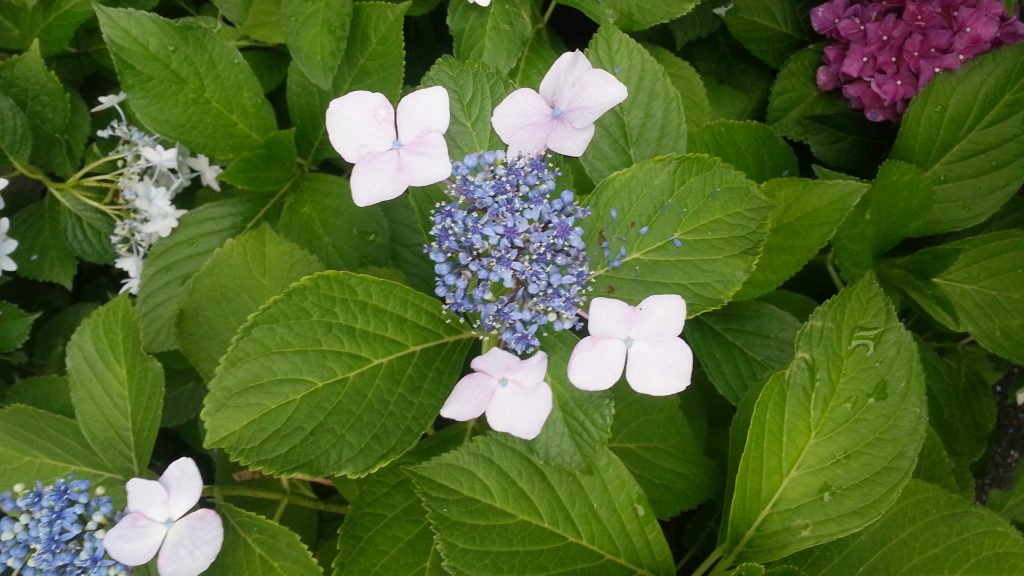June is the month of rain in Tokyo and flowering hydrangea bushes are literally everywhere.